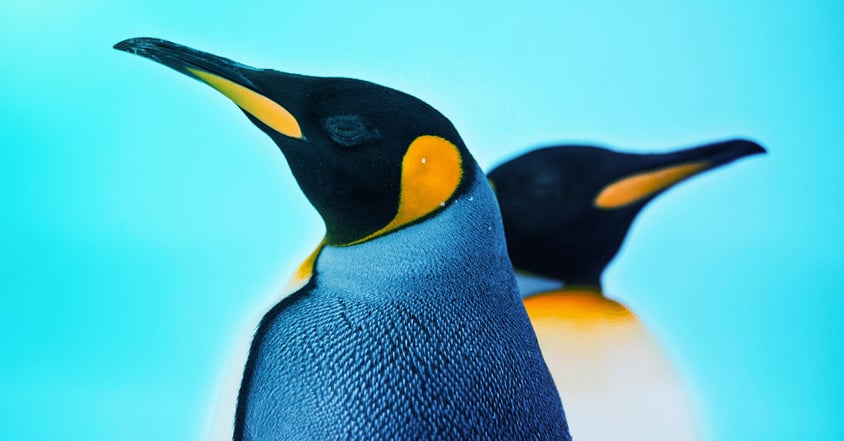 Google Penguin 4: How Business Owners Can Take Advantage of this Update