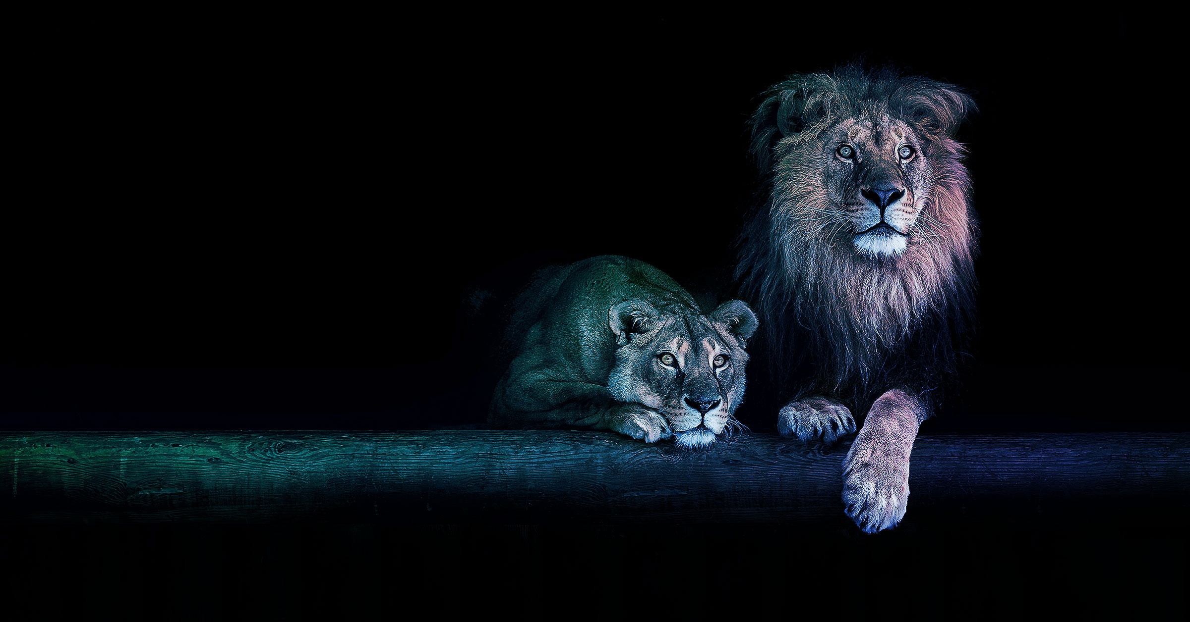 lions-hubspot